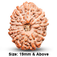 11 Mukhi Rudraksha
